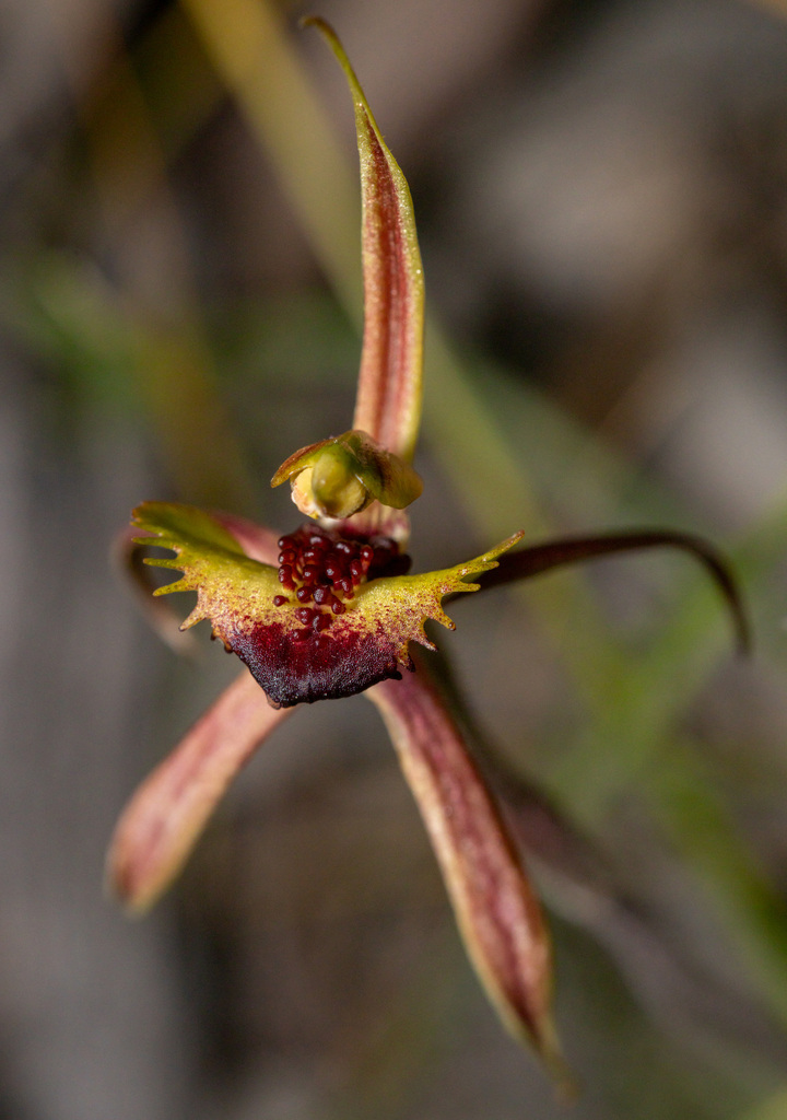 Caladenia toxochila