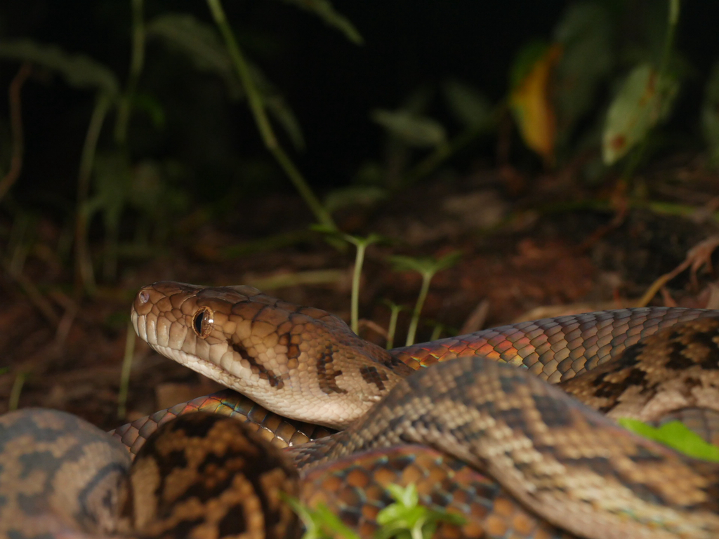 Python Australia Gaint Australian Scrub Python from Finch Bay Rd, Cooktown, QLD, AU on January ...