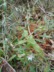 Billardiera versicolor