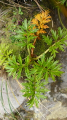 Anisotome latifolia