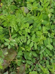 Vicia ludoviciana