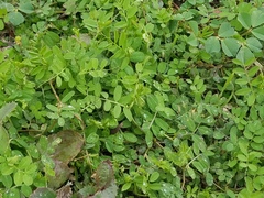 Vicia ludoviciana