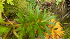 Anisotome latifolia