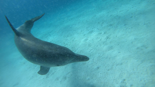 Tursiops aduncus
