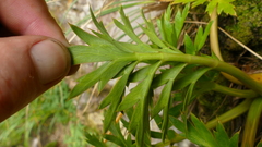Anisotome latifolia