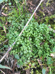 Nemophila parviflora
