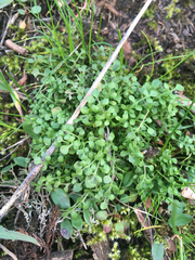 Nemophila parviflora
