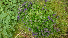 Myosotis capitata