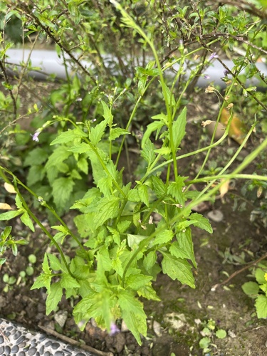 Cardenala Azul (Lobelia cliffortiana)