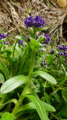 Myosotis capitata