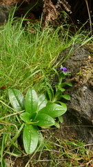 Myosotis capitata