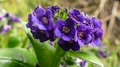 Myosotis capitata