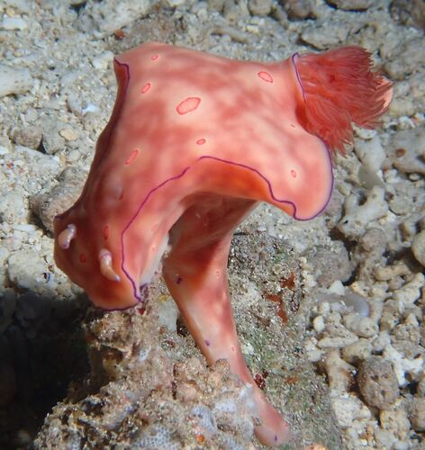 Ceratosoma trilobatum