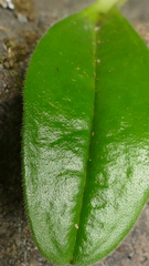 Myosotis capitata