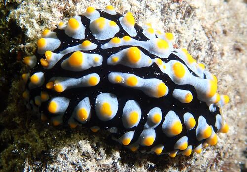 Phyllidia varicosa