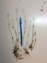 Dichanthelium curtifolium