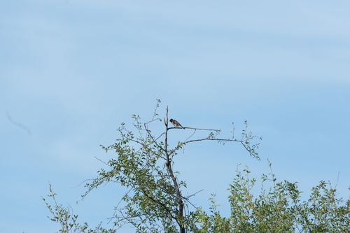 African Red-eyed Bulbul (Pycnonotus nigricans)