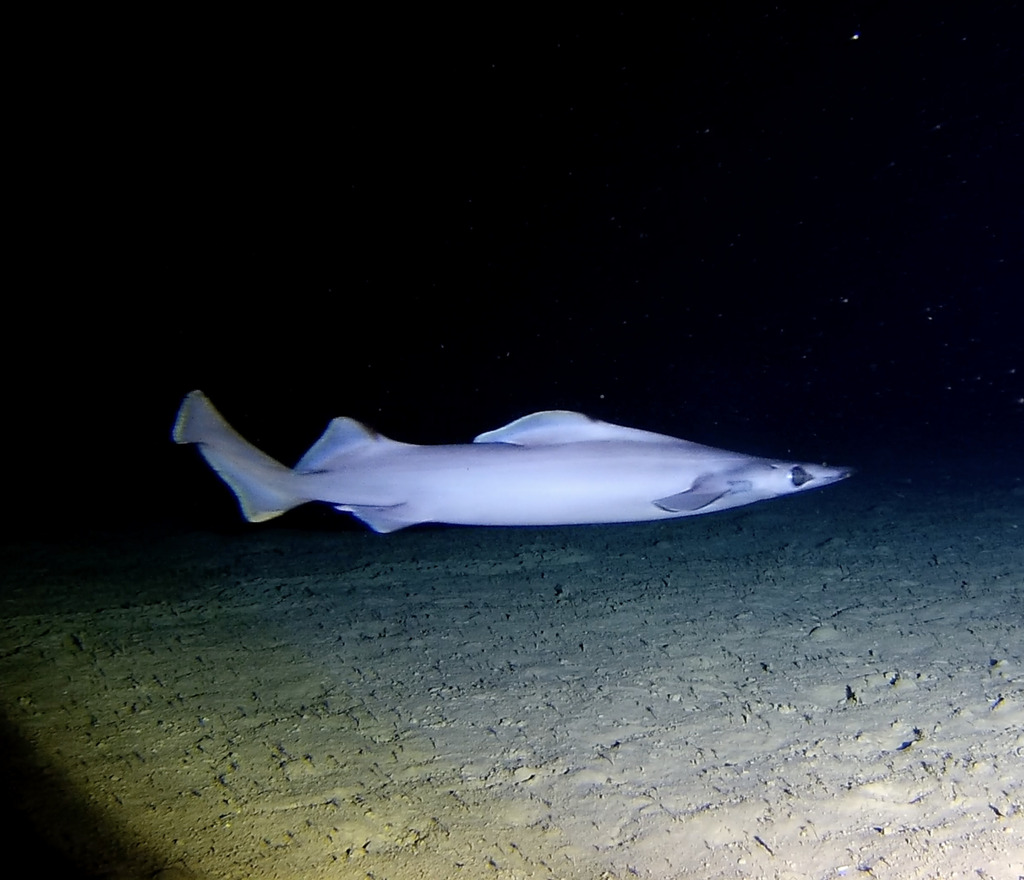 Birdbeak Dogfish