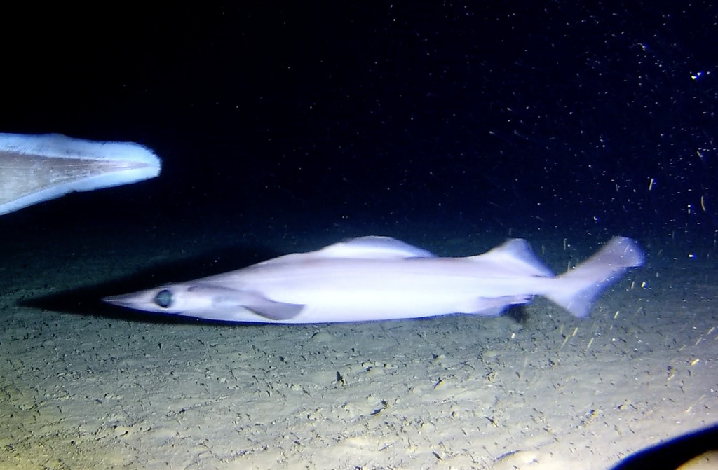 Birdbeak dogfish (Deania calcea) — Centrophoridae