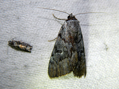Catocala sordida