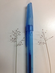 Dichanthelium curtifolium