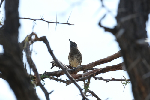 Barred Wren-Warbler (Calamonastes fasciolatus)
