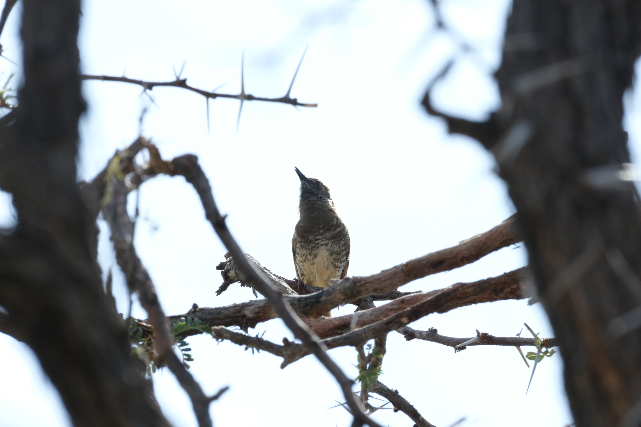 Barred Wren-Warbler (Calamonastes fasciolatus), photo 1
