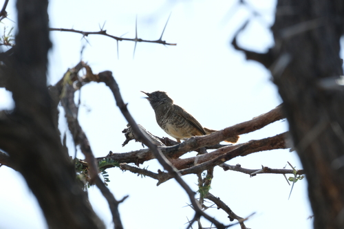 Barred Wren-Warbler (Calamonastes fasciolatus), photo 2