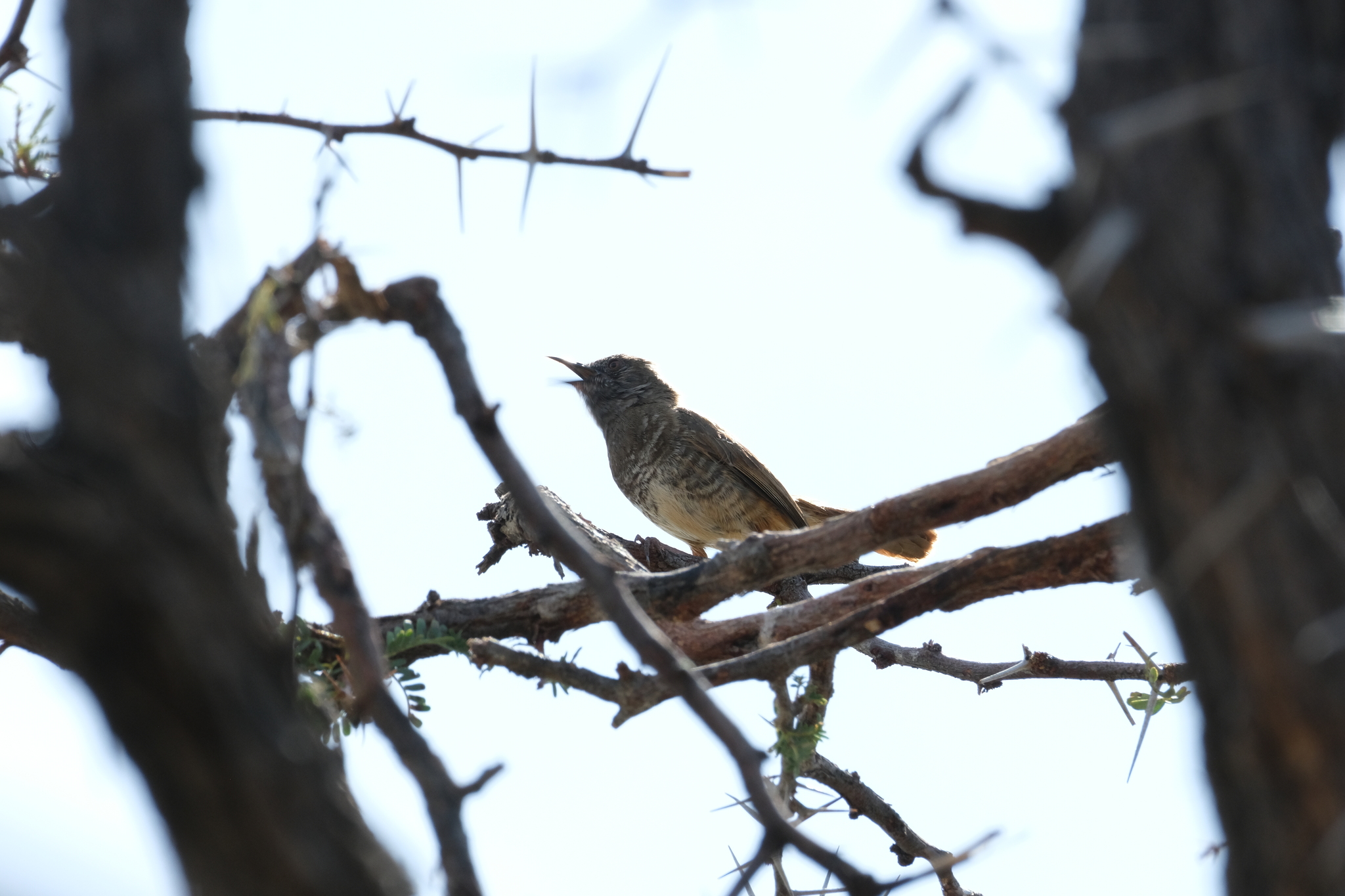 Barred Wren-Warbler (Calamonastes fasciolatus), photo 2