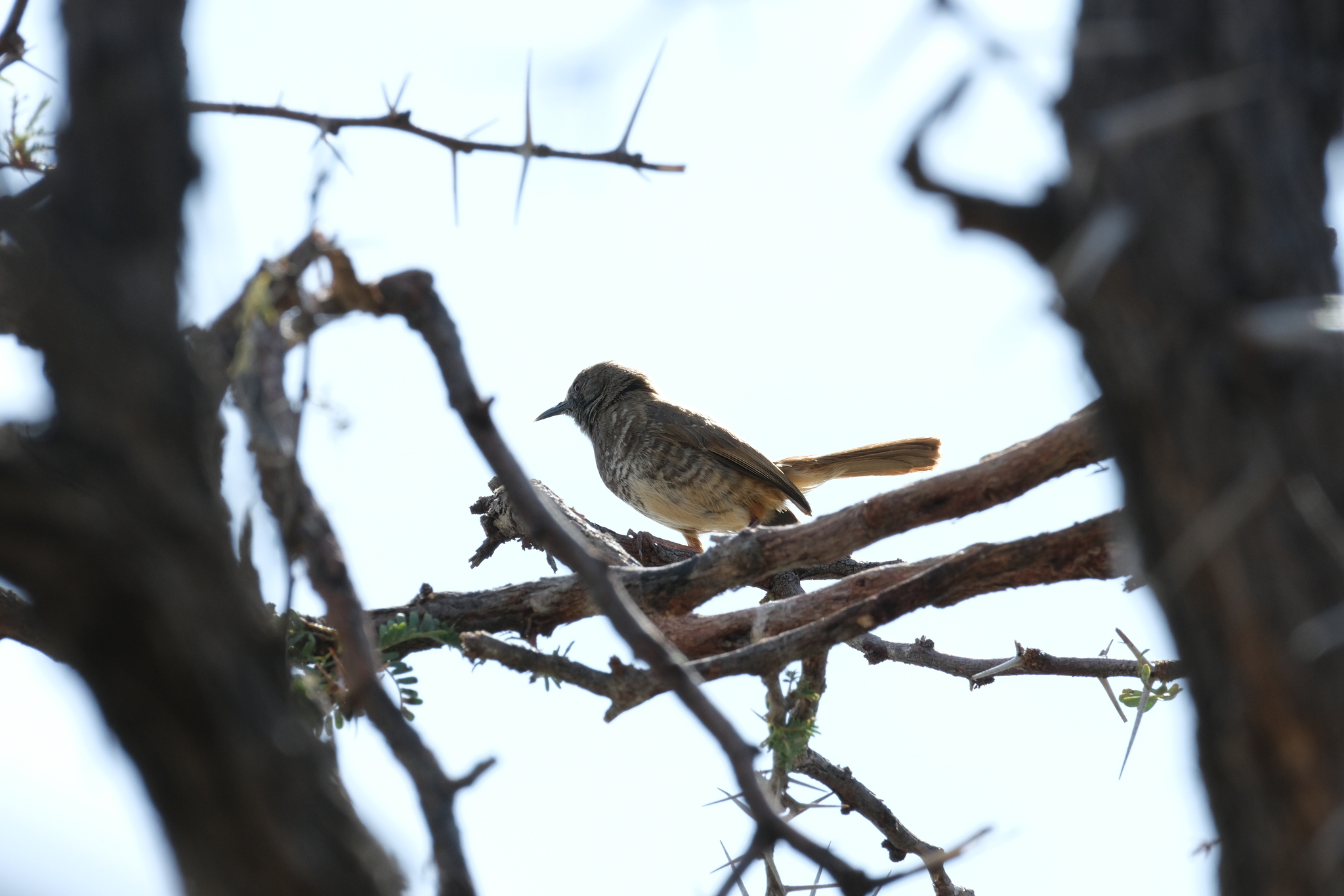 Barred Wren-Warbler (Calamonastes fasciolatus), photo 3
