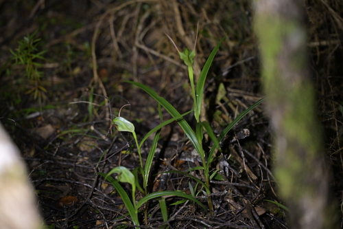 grass-leaved greenhood (Pterostylis graminea)