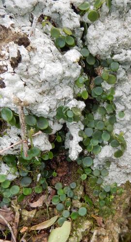 Peperomia bangroana (Peperomia bangroana)