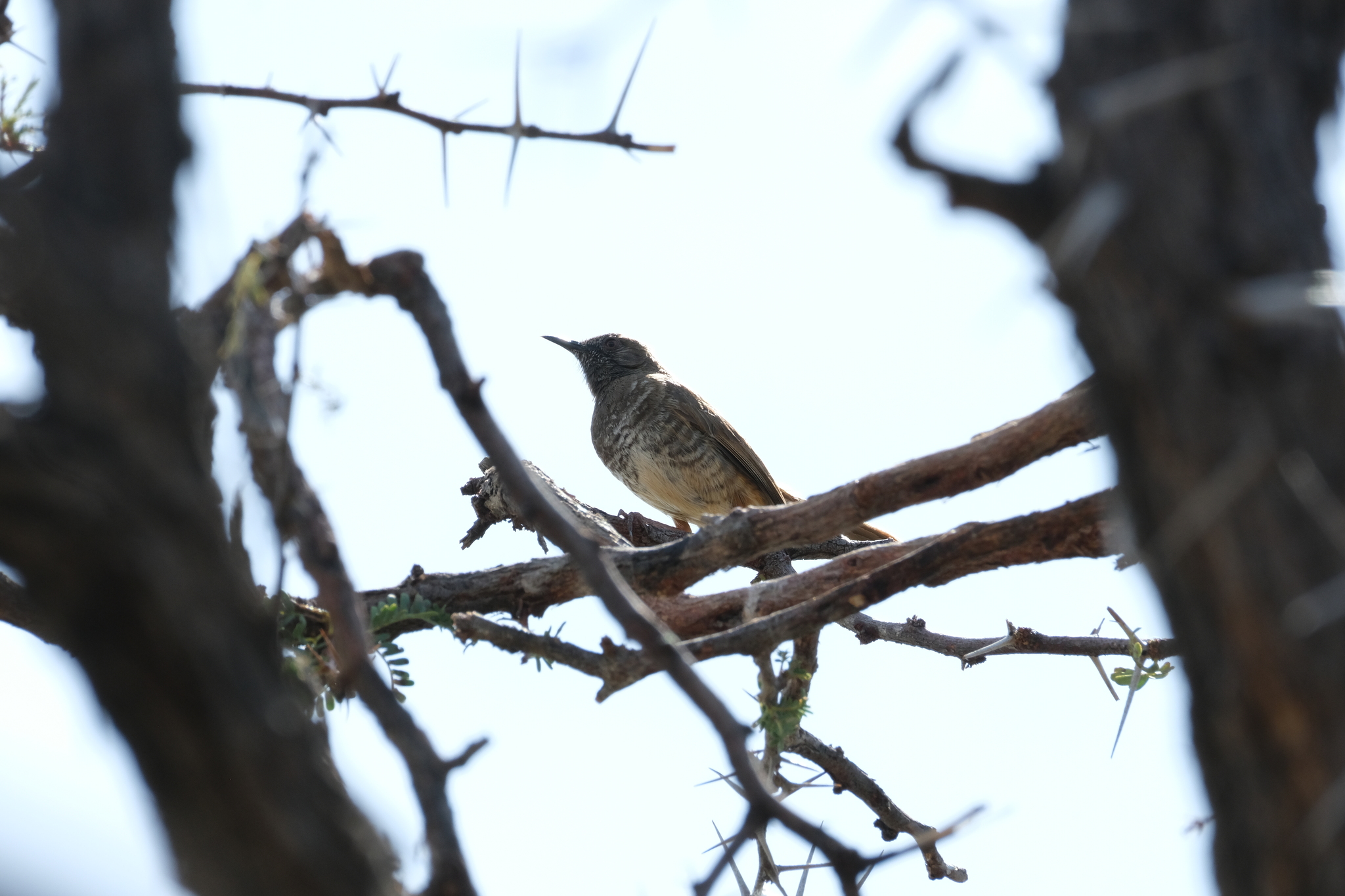 Barred Wren-Warbler (Calamonastes fasciolatus), photo 5