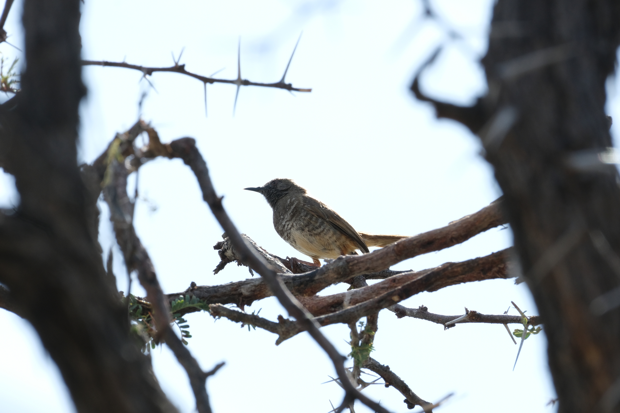 Barred Wren-Warbler (Calamonastes fasciolatus), photo 4