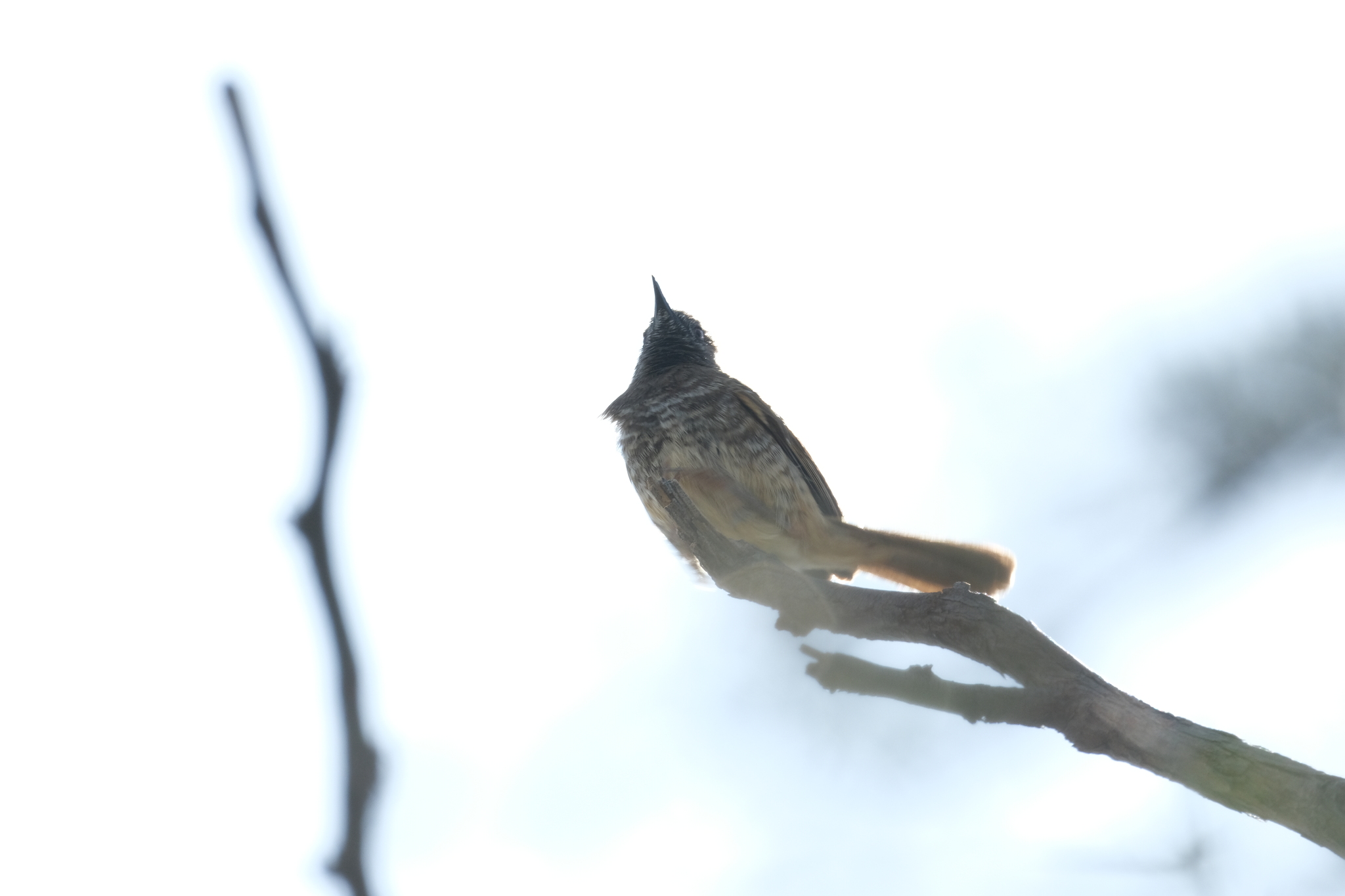 Barred Wren-Warbler (Calamonastes fasciolatus), photo 6