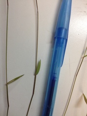 Dichanthelium curtifolium