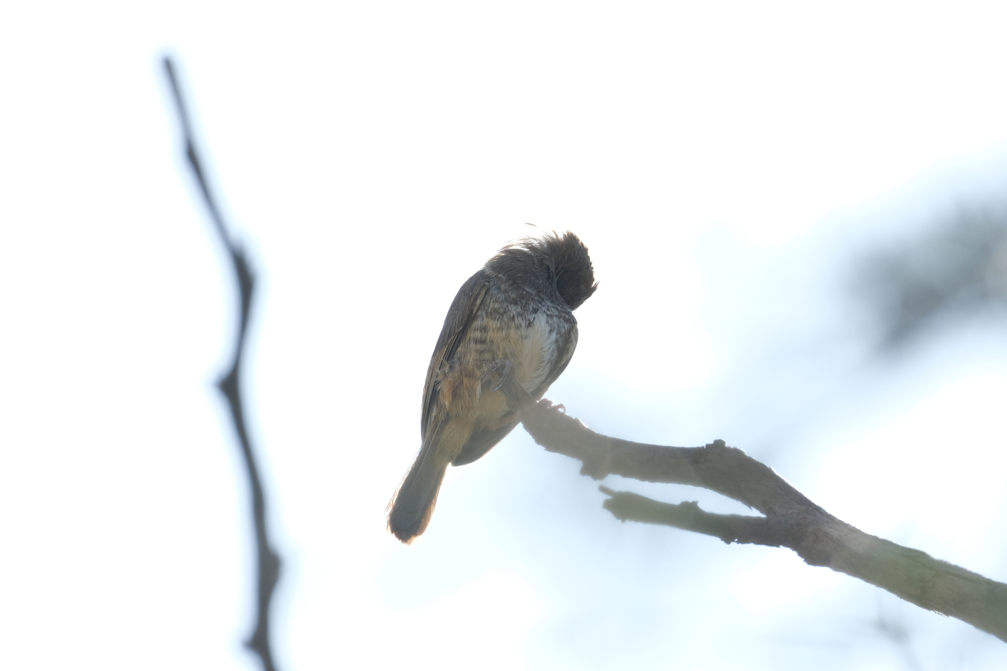 Barred Wren-Warbler (Calamonastes fasciolatus), photo 7