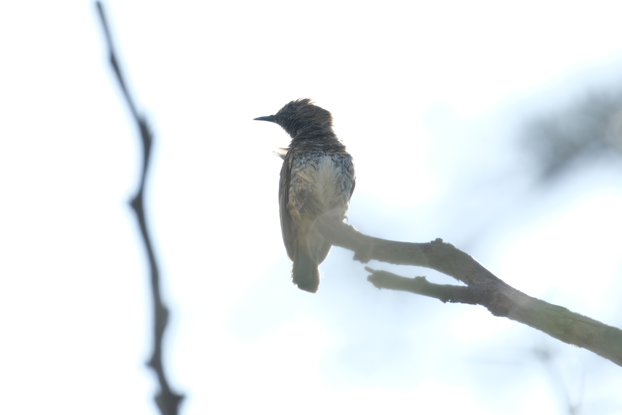 Barred Wren-Warbler (Calamonastes fasciolatus), photo 10