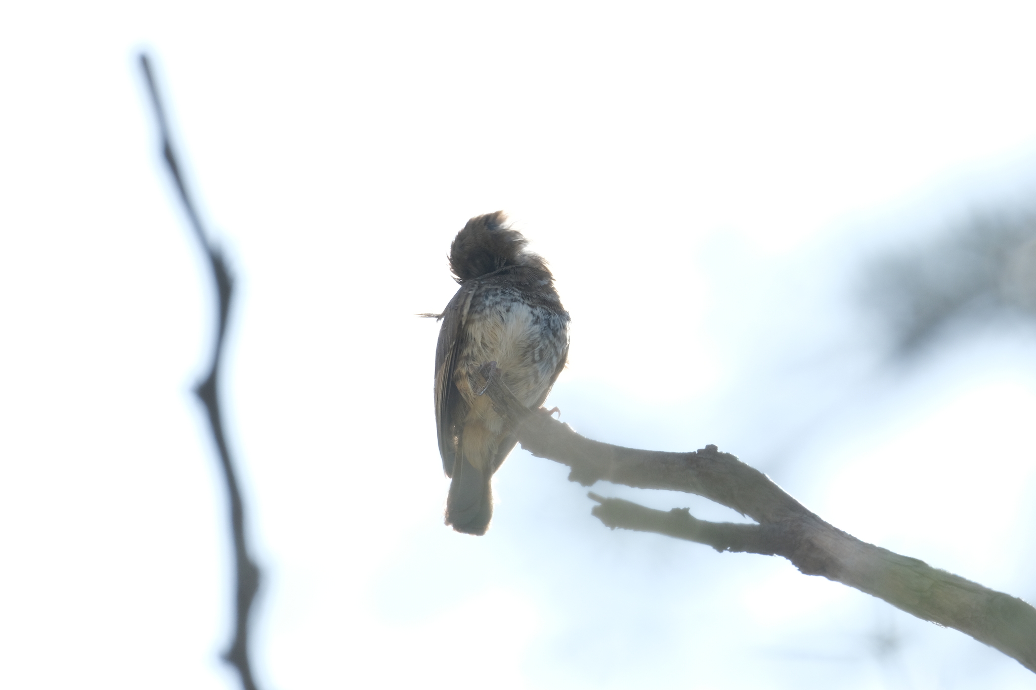 Barred Wren-Warbler (Calamonastes fasciolatus), photo 9