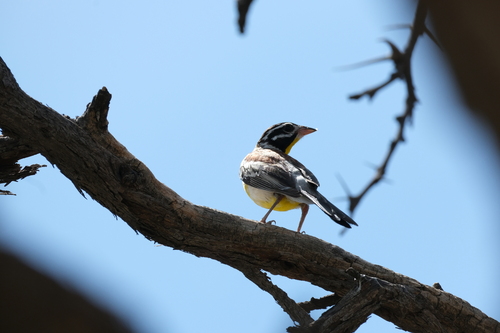 Golden-breasted Bunting (Emberiza flaviventris)