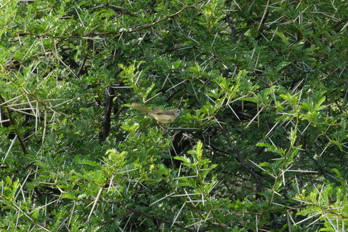 Black-chested Prinia (Prinia flavicans)
