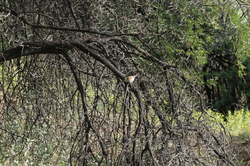 Red-backed Shrike (Lanius collurio), photo 1
