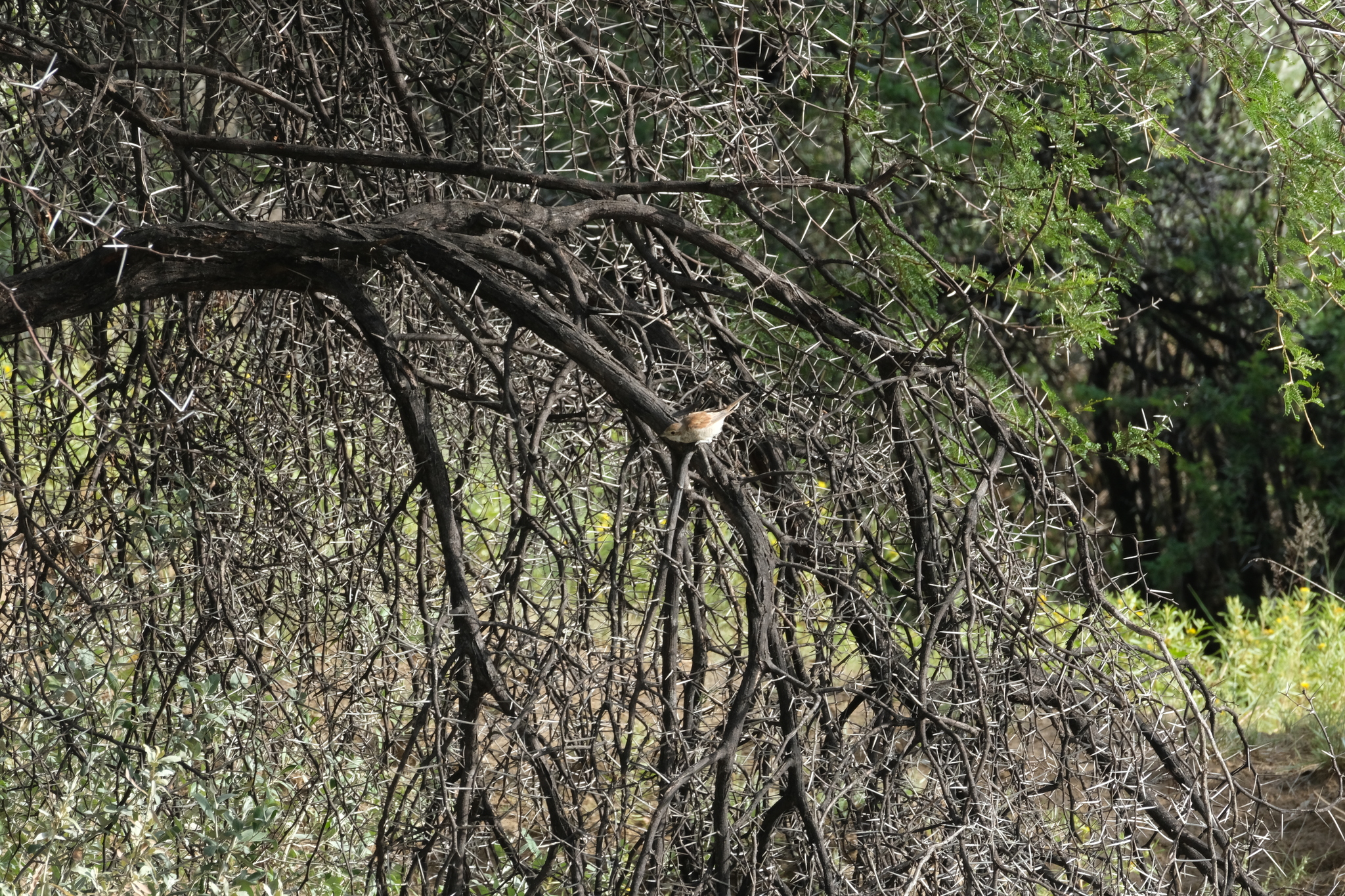 Red-backed Shrike (Lanius collurio), photo 1