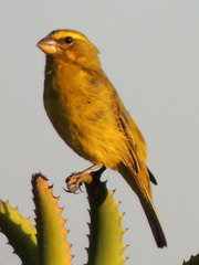 Crithagra sulphurata