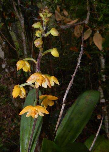 Polystachya pubescens, photograph 6