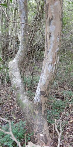 Ochna arborea, photograph 5