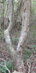 (c) Henry de Lange, some rights reserved (CC BY) Ochna arborea, photograph (c) Henry de Lange, some rights reserved (CC BY)