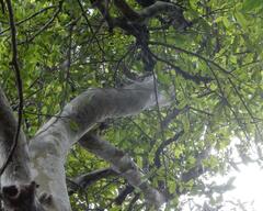 (c) Henry de Lange, some rights reserved (CC BY) Ochna arborea, photograph (c) Henry de Lange, some rights reserved (CC BY)