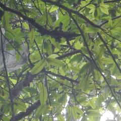 (c) Henry de Lange, some rights reserved (CC BY) Ochna arborea, photograph (c) Henry de Lange, some rights reserved (CC BY)