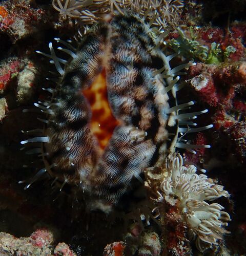Cypraea tigris